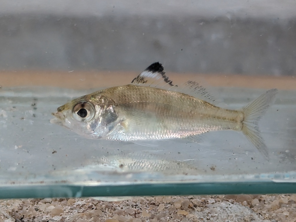 Flagfin Mojarra In September 2023 By Fishlisten · Inaturalist