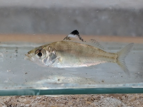 Flagfin Mojarra