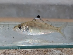 Flagfin Mojarra photo 5