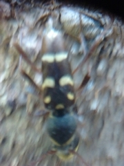 Clytus blaisdelli