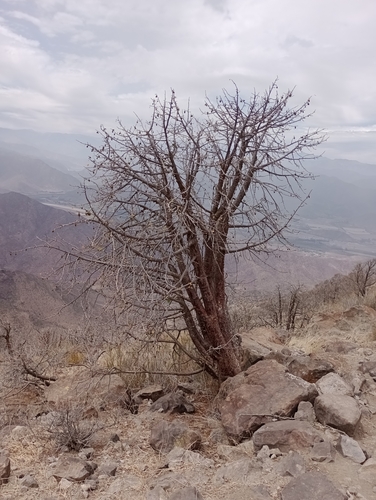 Image of Vasconcellea chilensis by (c) CATALINA ALEJANDRA HERMOSILLA OSSANDON, some rights reserved (CC BY)