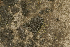 Scytinium schraderi