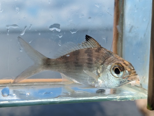 Bigeye mojarra (Eucinostomus havana) — Gerreidae