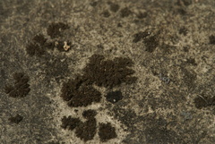 Scytinium schraderi