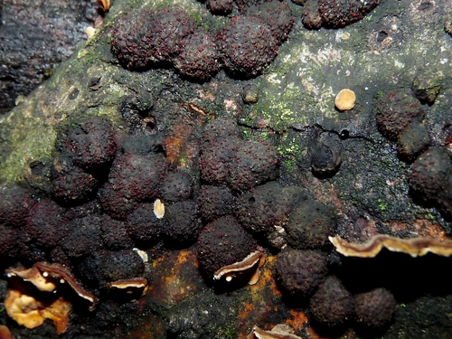 Beech Woodwart