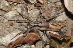 Alopecosa inquilina