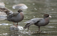 Hymenolaimus malacorhynchos