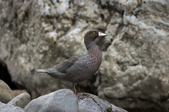 Hymenolaimus malacorhynchos