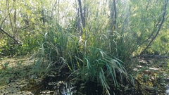 Zizaniopsis miliacea