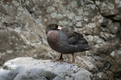 Hymenolaimus malacorhynchos