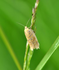 Clepsis rogana
