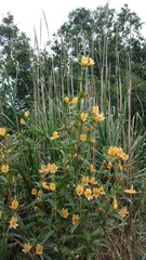 Diplacus longiflorus