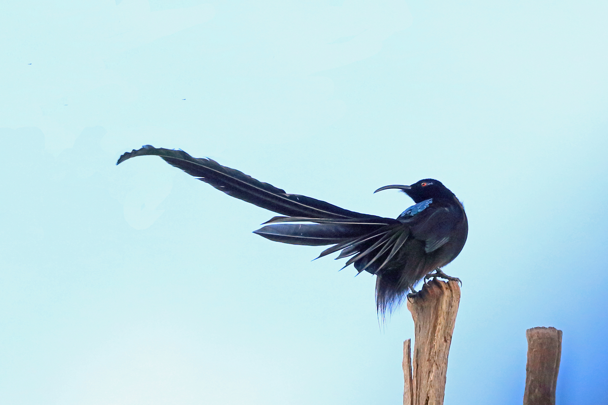 Black Sicklebill illustration