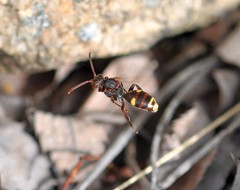 Nomada fusca