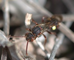 Nomada fusca