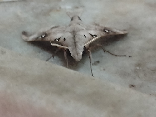 Madoryx oiclus oiclus