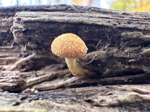 Pholiota granulosa (Photo 2 of 3)