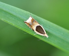 Ancylis badiana