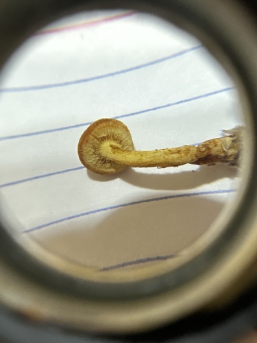 Pholiota granulosa (Photo 3 of 3)