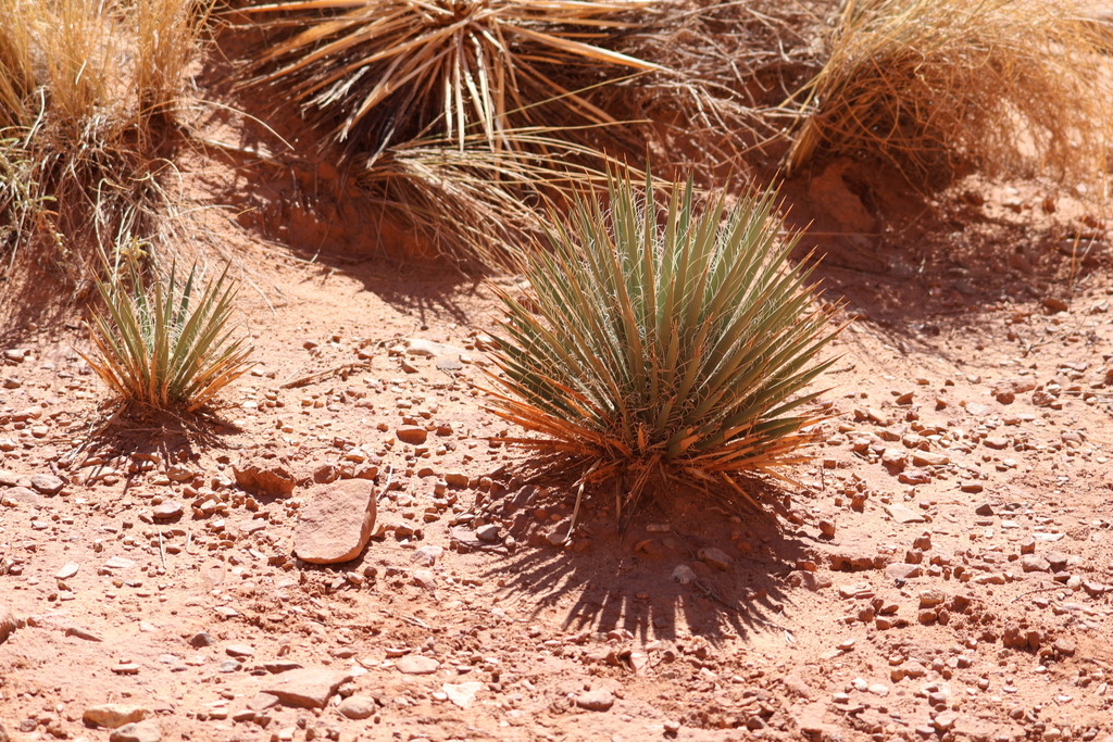 Dwarf Yucca from Utah on October 8, 2023 at 11:29 AM by evanaturalist ...