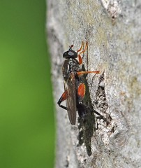 Chalcosyrphus