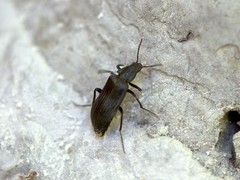 Melandrya dubia