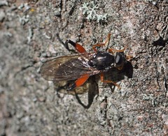 Chalcosyrphus valgus