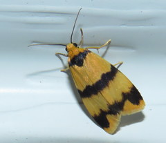 Stenoscaptia venusta