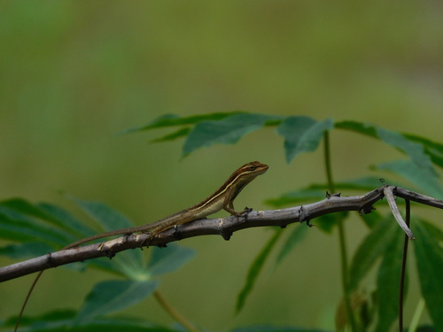 Grass Anole, Anolis auratus