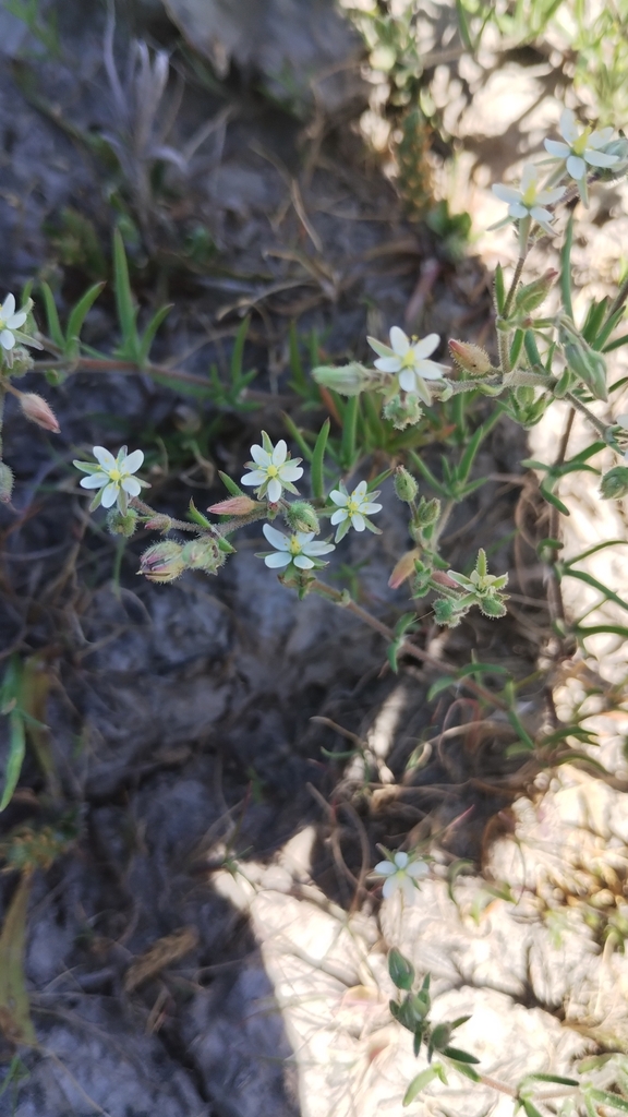 Spergularia ramosa