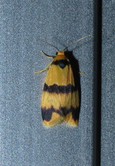 Stenoscaptia venusta