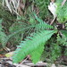 Blechnum norfolkianum - Photo (c) Katy Johns, some rights reserved (CC BY-NC), uploaded by Katy Johns