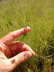 Trifolium depauperatum