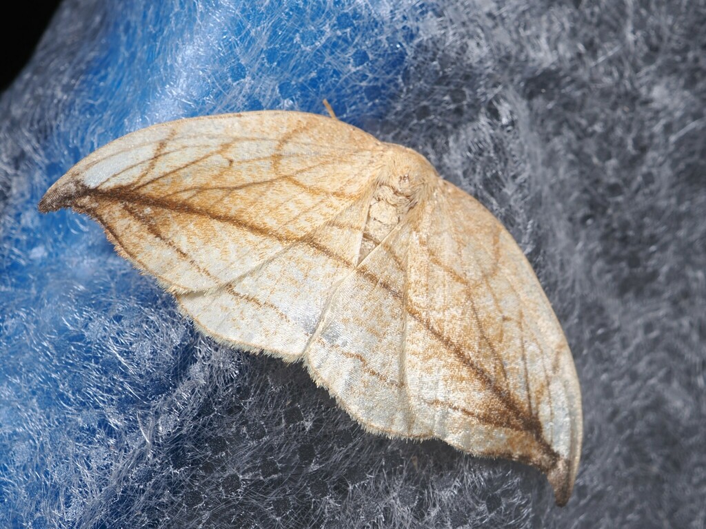 Microblepsis manleyi