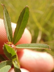 Trifolium depauperatum