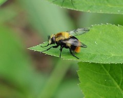 Volucella bombylans