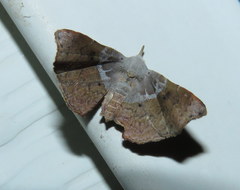 Esthlodora versicolor