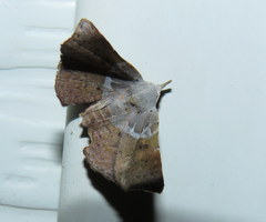 Esthlodora versicolor