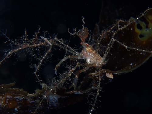 Long-legged Spider Crab, Bodø Municipality, Norway, photo 5 of 10