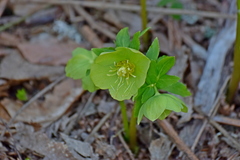 Helleborastrum