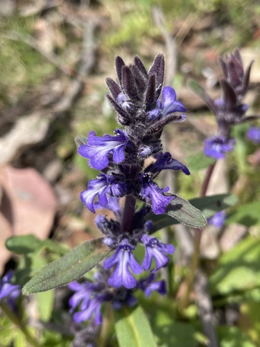 Austral bugle (Ajuga australis)