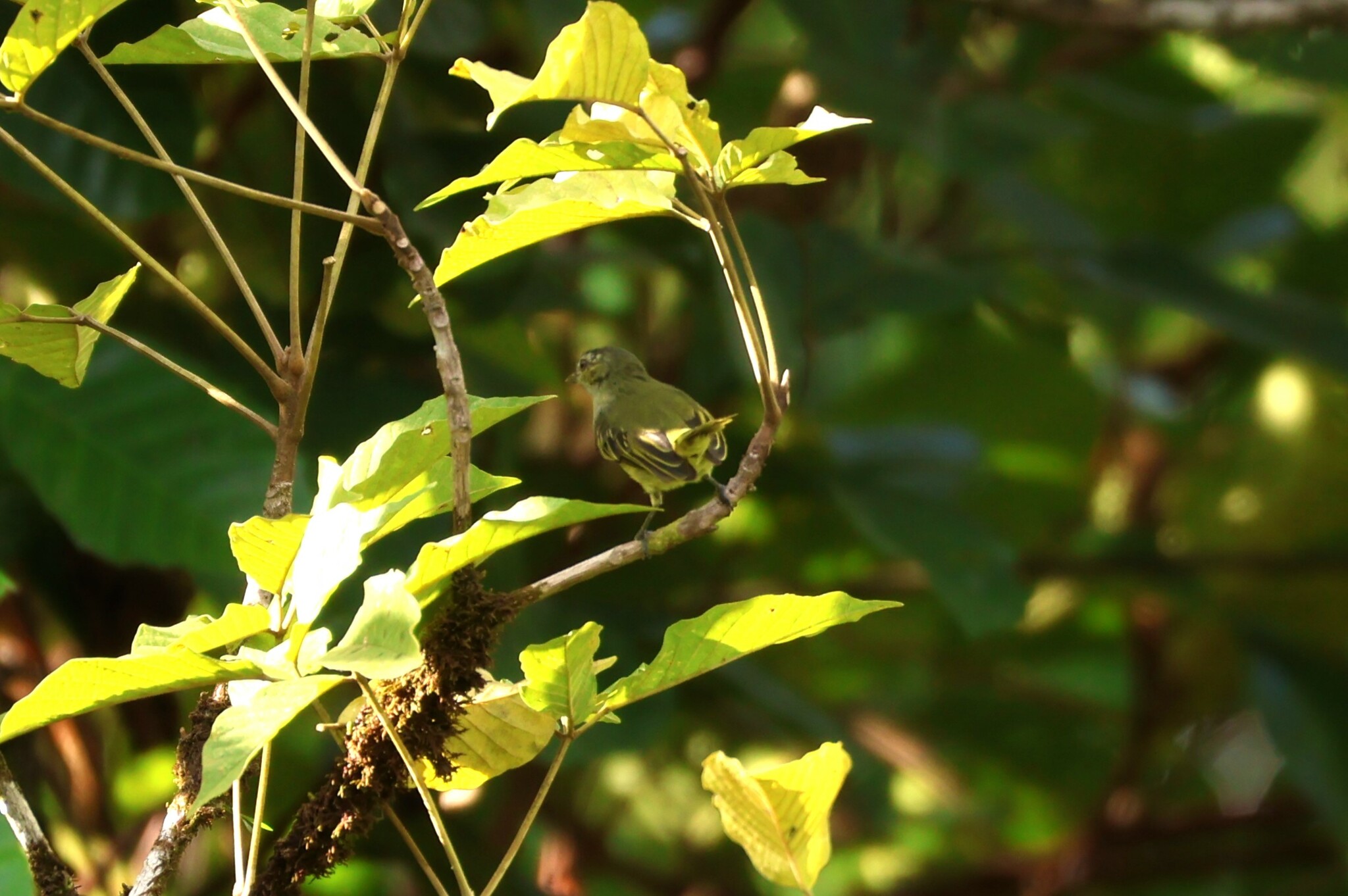Mistletoe Tyrannulet (Zimmerius parvus)