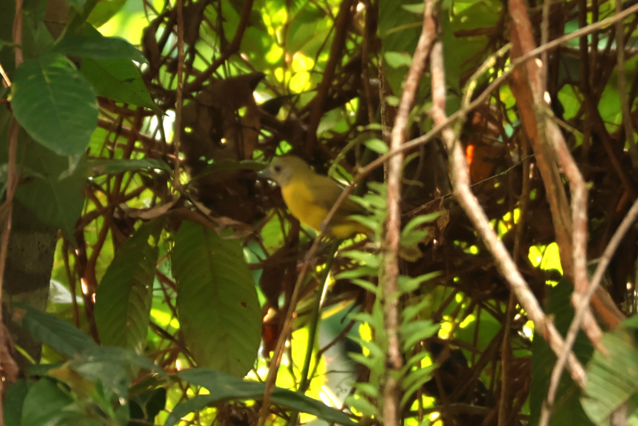 White-shouldered Tanager illustration