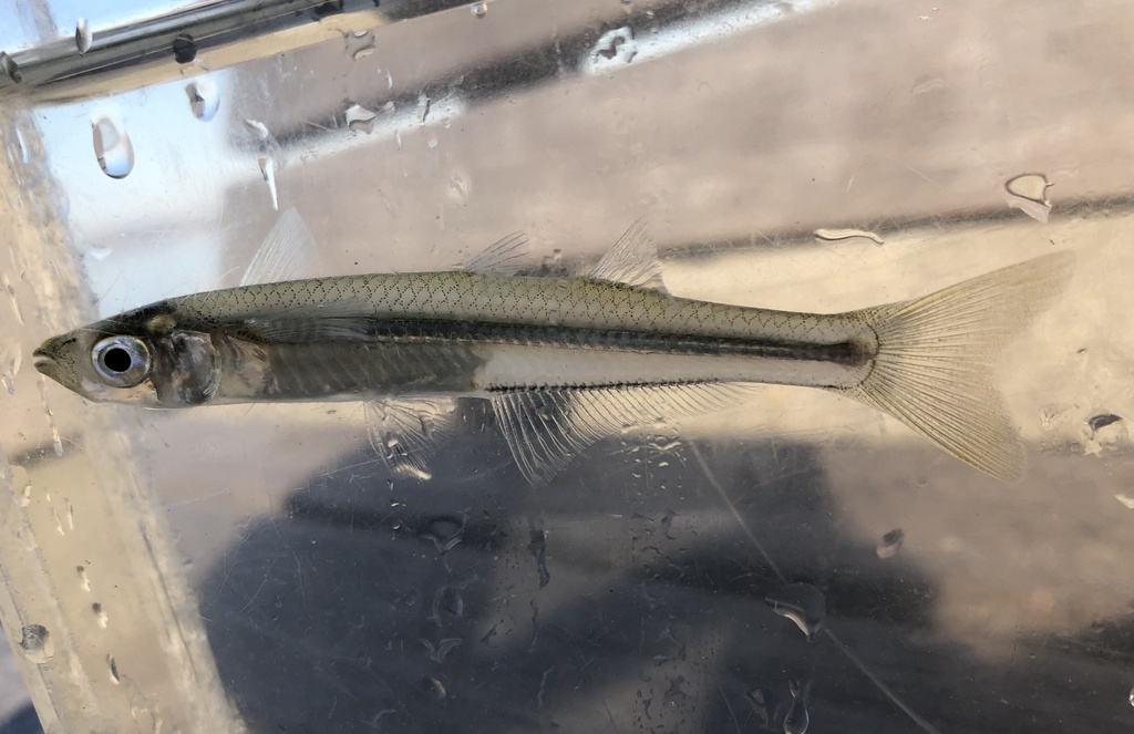 Atlantic silverside (Menidia menidia) — Atherinopsidae