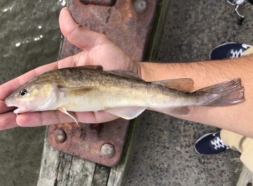 Atlantic tomcod (Microgadus tomcod) — Gadidae — 2