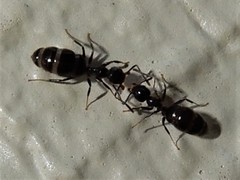 Technomyrmex jocosus