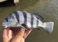 Black Drum photo 2