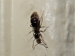 Technomyrmex jocosus