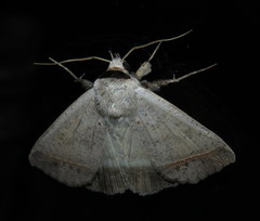 Pantydia capistrata