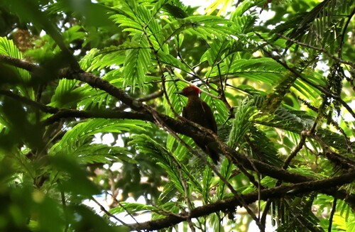 Pic à ailes rousses (Piculus simplex)